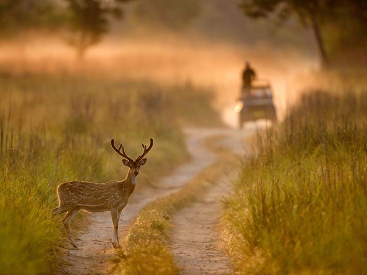 Jim Corbett National Park (2)