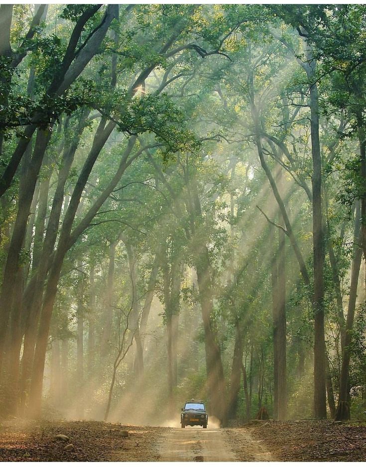 Jim Corbett national park